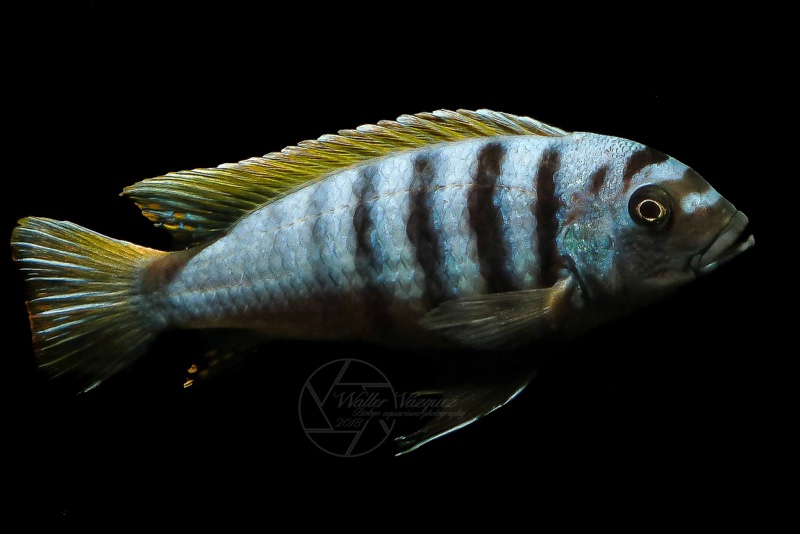 Cynotilapia zebroides 'Jalo Reef'